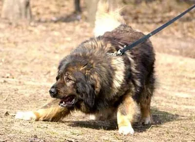 Собака службова, мисливська, декоративна