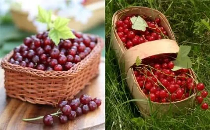 Смородина способи збору, зберігання і рецепти приготування, поїхали в сад! (Рецепти) Смородина способи збору, зберігання і рецепти приготування, поїхали в сад!