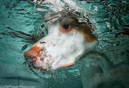 Собаки під водою, фотографії сету Кест