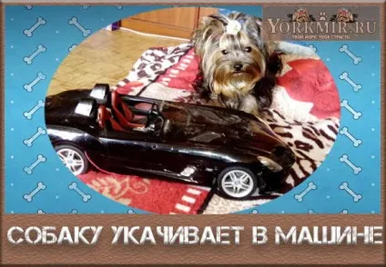 Собаку заколисує в машині, причини, що робити (заколисує) Собаку заколисує в машині, причини, що робити