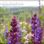 Сік селери користь і шкода (збитки) Сік селери користь і шкода