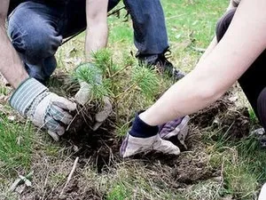 Сосна гірська особливості посадки і догляду на дачі (розмноження сосни гірської живцями) Сосна гірська особливості посадки і догляду на дачі