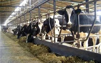 Зміст сухостійних корів, omedvet