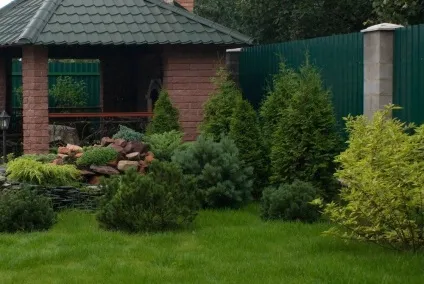 Сосна гірська мугус в ландшафтному дизайні, фото (сосна) Сосна гірська мугус в ландшафтному дизайні, фото