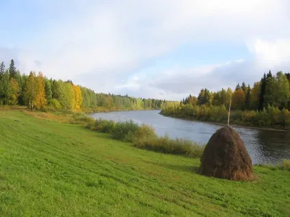 Сонник берег річки з травою, берег моря (травою) Сонник берег річки з травою, берег моря