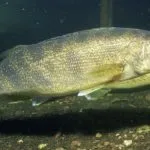 Спінінгові приманки своїми руками, рибалка (приманки) Спінінгові приманки своїми руками, рибалка