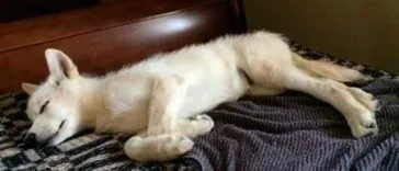 Порятунок собаки принцеси без лапки () Порятунок собаки принцеси без лапки
