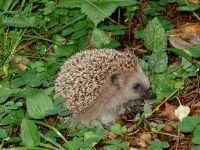 Сплячка у їжаків неволі, їжак впав у сплячку, чому молодим ежам не можна впадати сплячку, чи переживе їжак (молодим) Сплячка у їжаків неволі, їжак впав у сплячку, чому молодим ежам не можна впадати сплячку, чи переживе їжак