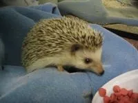 Сплячка у їжаків неволі, їжак впав у сплячку, чому молодим ежам не можна впадати сплячку, чи переживе їжак (їжаків) Сплячка у їжаків неволі, їжак впав у сплячку, чому молодим ежам не можна впадати сплячку, чи переживе їжак
