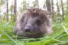 Сплячка у їжаків неволі, їжак впав у сплячку, чому молодим ежам не можна впадати сплячку, чи переживе їжак (молодим) Сплячка у їжаків неволі, їжак впав у сплячку, чому молодим ежам не можна впадати сплячку, чи переживе їжак