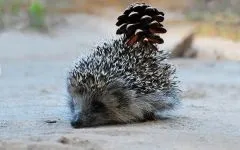 Сплячка у їжаків неволі, їжак впав у сплячку, чому молодим ежам не можна впадати сплячку, чи переживе їжак (їжаків) Сплячка у їжаків неволі, їжак впав у сплячку, чому молодим ежам не можна впадати сплячку, чи переживе їжак