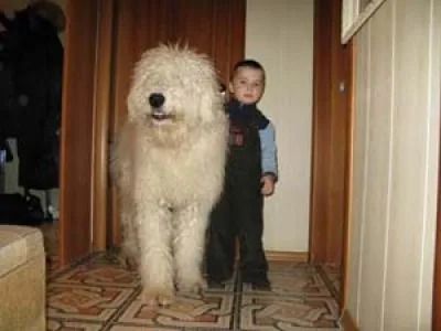Старовинна порода собак комондор, покрита густою шерстю (komondor) Старовинна порода собак комондор, покрита густою шерстю