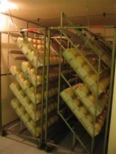 Страусина ферма ооо курочка ряба - страус, страусоводство, розведення страусів - страусовий бізнес (страусів) Страусина ферма ооо курочка ряба - страус, страусоводство, розведення страусів - страусовий бізнес