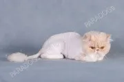Стрижка кішок, стрижка котів
