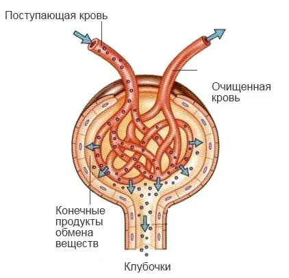 будова нефрона