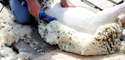 Стрижка овець в криму (машинка для овець купити сімферополь) Стрижка овець в криму