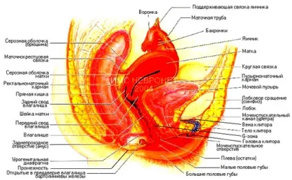 Будова жіночих статевих органів (статевих) Будова жіночих статевих органів