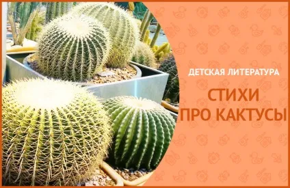 Вірші про кактус для дітей