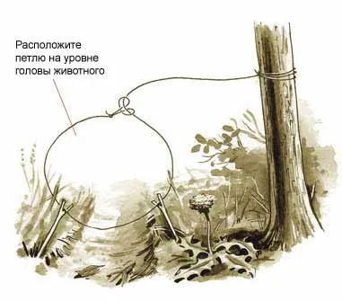 6 Простих капканів для видобутку їжі в лісі - виживання в дикій природі і екстремальних ситуаціях (пастка) 6 Простих капканів для видобутку їжі в лісі - виживання в дикій природі і екстремальних ситуаціях