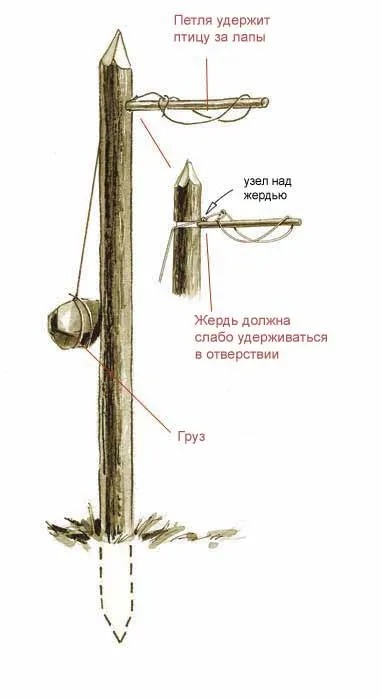 6 Простих капканів для видобутку їжі в лісі - виживання в дикій природі і екстремальних ситуаціях (капканів) 6 Простих капканів для видобутку їжі в лісі - виживання в дикій природі і екстремальних ситуаціях