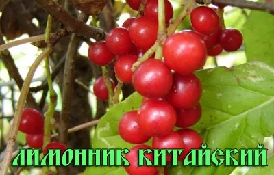 Судоми в ногах - причини і що робити якщо зводить ноги, лікування в домашніх умовах (робити) Судоми в ногах - причини і що робити якщо зводить ноги, лікування в домашніх умовах
