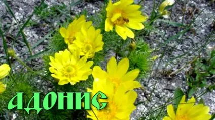 Судоми в ногах - причини і що робити якщо зводить ноги, лікування в домашніх умовах (зводить) Судоми в ногах - причини і що робити якщо зводить ноги, лікування в домашніх умовах