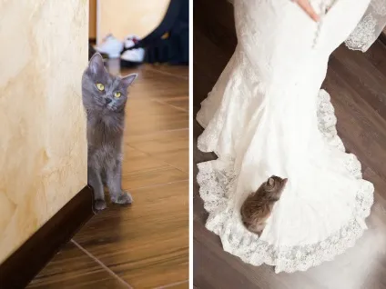 Весілля Олени та антона травневі котики, marry me, rustem! (Ведучий на весілля в Уфі) Весілля Олени та антона травневі котики, marry me, rustem!