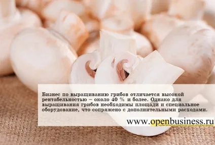 Свій бізнес вирощування і продаж грибів (гливи та печериць) (вирощування і продаж грибів) Свій бізнес вирощування і продаж грибів (гливи та печериць)