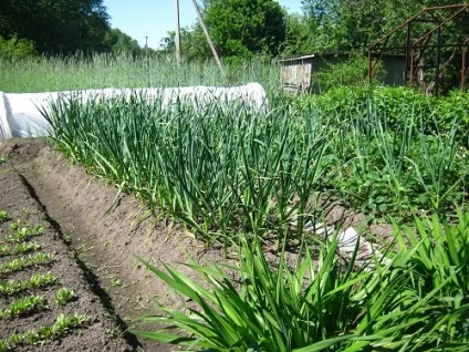 Такий різний часник