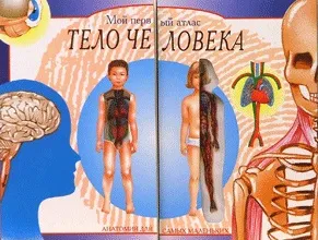 Тіло людини
