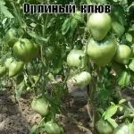 Томат батяня опис сорту, хто садив помідори, відгуки, відео, фото (батяня) Томат батяня опис сорту, хто садив помідори, відгуки, відео, фото