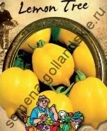 Томат сорт - Марманд - (marmande) 10 насінин (рослин) Томат сорт - Марманд - (marmande) 10 насінин