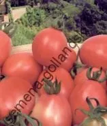 Томат сорт - Марманд - (marmande) 10 насінин (город) Томат сорт - Марманд - (marmande) 10 насінин