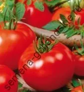 Томат сорт - Марманд - (marmande) 10 насінин (город) Томат сорт - Марманд - (marmande) 10 насінин