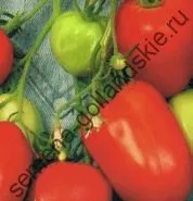 Томат сорт - Марманд - (marmande) 10 насінин (магазин) Томат сорт - Марманд - (marmande) 10 насінин