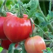Томат батяня (50 фото) опис сорту, хто садив помідори, відгуки, відео (сорти) Томат батяня (50 фото) опис сорту, хто садив помідори, відгуки, відео
