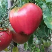 Томат батяня (50 фото) опис сорту, хто садив помідори, відгуки, відео (томат) Томат батяня (50 фото) опис сорту, хто садив помідори, відгуки, відео