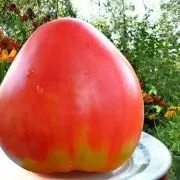Томат батяня (50 фото) опис сорту, хто садив помідори, відгуки, відео (томат) Томат батяня (50 фото) опис сорту, хто садив помідори, відгуки, відео