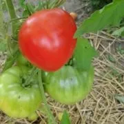 Томат батяня (50 фото) опис сорту, хто садив помідори, відгуки, відео (сорти) Томат батяня (50 фото) опис сорту, хто садив помідори, відгуки, відео