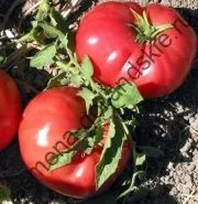 Томат сорт - Марманд - (marmande) 10 насінин (marmande) Томат сорт - Марманд - (marmande) 10 насінин