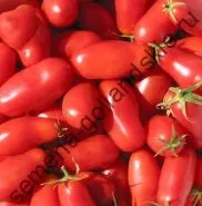 Томат сорт - Марманд - (marmande) 10 насінин (помідор) Томат сорт - Марманд - (marmande) 10 насінин