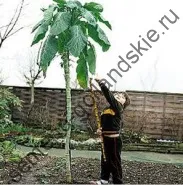 Томат сорт - Марманд - (marmande) 10 насінин (поштою) Томат сорт - Марманд - (marmande) 10 насінин