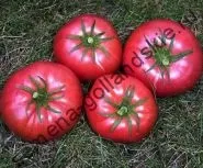 Томат сорт - Марманд - (marmande) 10 насінин (томат) Томат сорт - Марманд - (marmande) 10 насінин