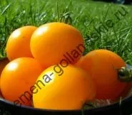 Томат сорт - Марманд - (marmande) 10 насінин (насіння) Томат сорт - Марманд - (marmande) 10 насінин