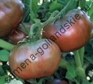 Томат сорт - Марманд - (marmande) 10 насінин (квітів) Томат сорт - Марманд - (marmande) 10 насінин