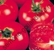 Томат сорт - Марманд - (marmande) 10 насінин (рослини) Томат сорт - Марманд - (marmande) 10 насінин