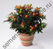 Томат сорт - Марманд - (marmande) 10 насінин (рослин) Томат сорт - Марманд - (marmande) 10 насінин