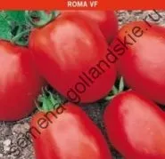 Томат сорт - Марманд - (marmande) 10 насінин (насіння) Томат сорт - Марманд - (marmande) 10 насінин