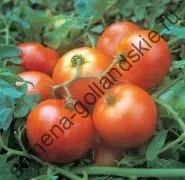 Томат сорт - Марманд - (marmande) 10 насінин (рослини) Томат сорт - Марманд - (marmande) 10 насінин