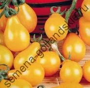 Томат сорт - Марманд - (marmande) 10 насінин (онлайн) Томат сорт - Марманд - (marmande) 10 насінин